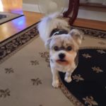 Young's Animal Hospital: Stricker Stephen G DVM