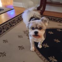 Young's Animal Hospital: Stricker Stephen G DVM ico