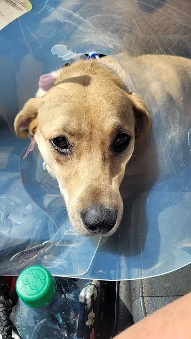 Young's Animal Hospital Picture 10