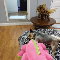 Young's Animal Hospital ico