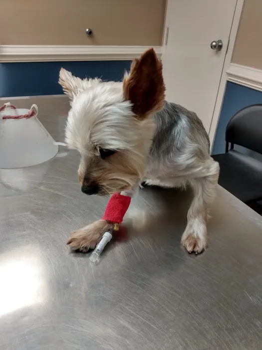 Young's Animal Hospital Picture 2