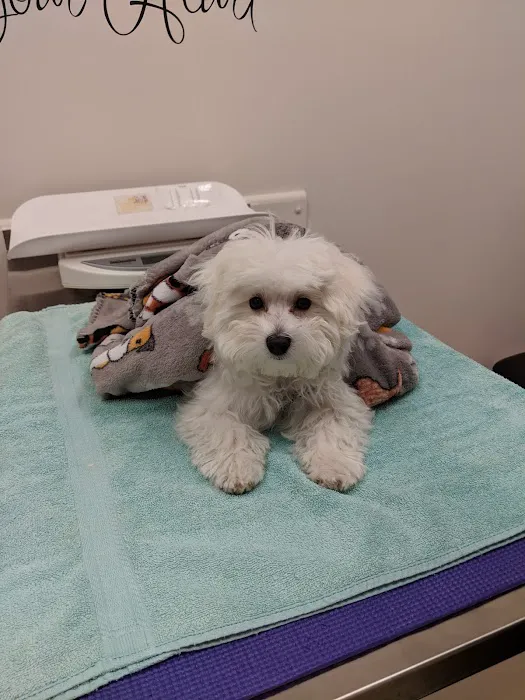 Blue Ridge Animal Hospital Picture 1