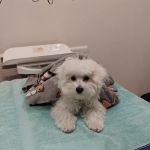 Blue Ridge Animal Hospital