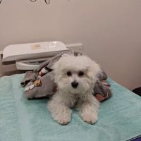 Blue Ridge Animal Hospital ico