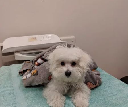 Blue Ridge Animal Hospital