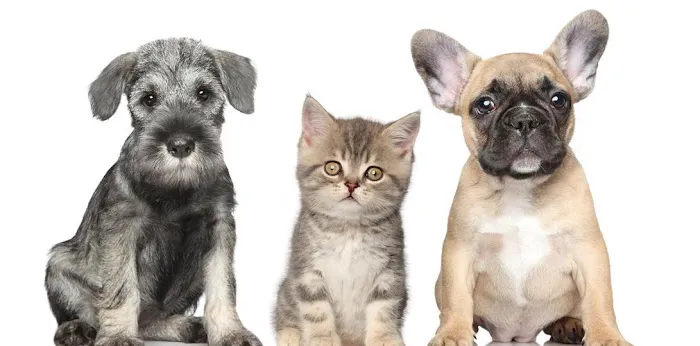 Blue Ridge Animal Hospital Picture 10