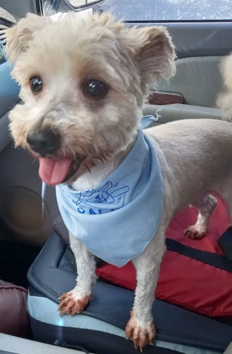 Blue Ridge Animal Hospital Picture 4