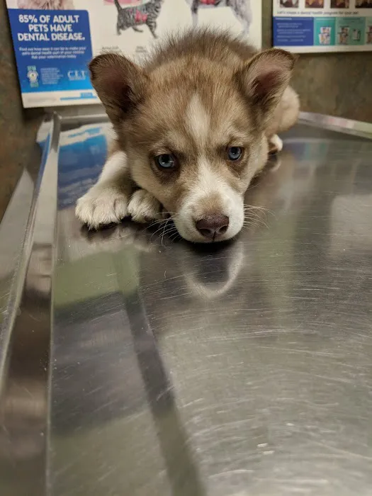 Neuse River Veterinary Hospital Picture 2