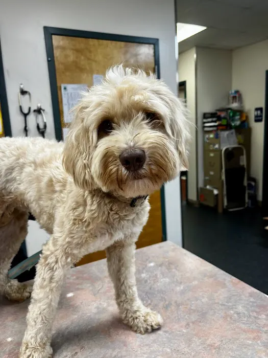 Plantation Park Animal Hospital Picture 7