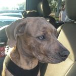 Nash County Animal Hospital