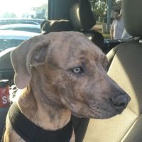 Nash County Animal Hospital ico