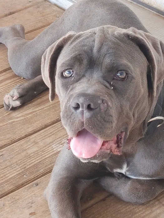 Nash County Animal Hospital Picture 8