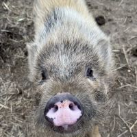 NC Mobile Veterinary Services ico