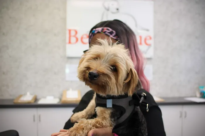Benvenue Animal Hospital Picture 5