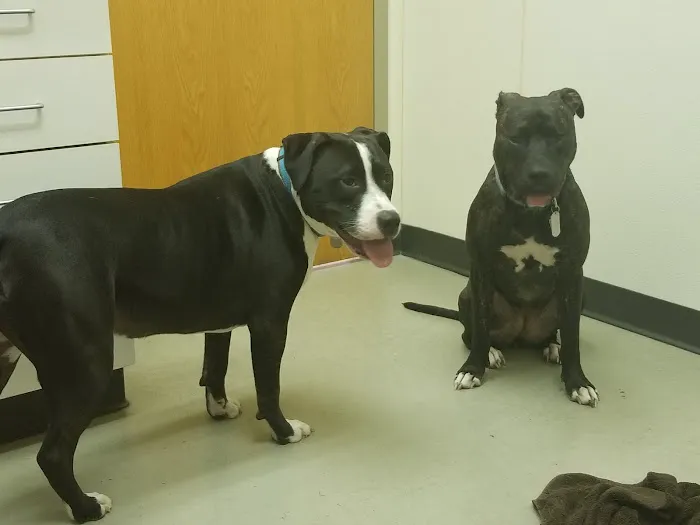 Benvenue Animal Hospital Picture 9