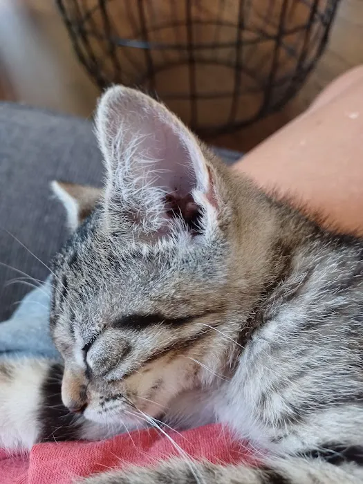 Benvenue Animal Hospital Picture 4