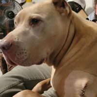 Coats Veterinary Hospital ico