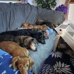 Banfield Pet Hospital