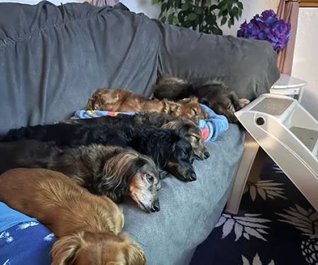 Banfield Pet Hospital