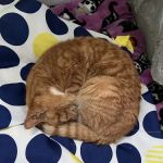 PetVet Vaccination Clinic