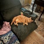 La Crosse Animal Hospital