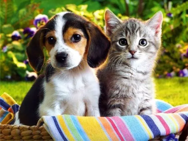 La Crosse Animal Hospital Picture 2