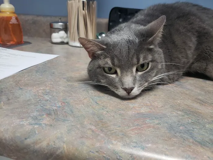VCA Triangle Tower Animal Hospital Picture 7