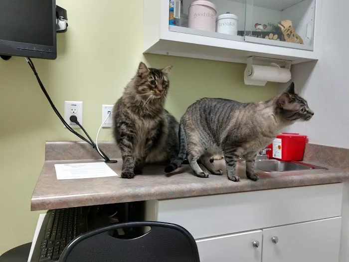 VCA Triangle Tower Animal Hospital Picture 1