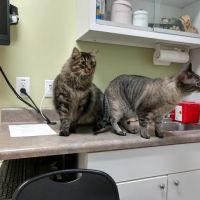 VCA Triangle Tower Animal Hospital ico