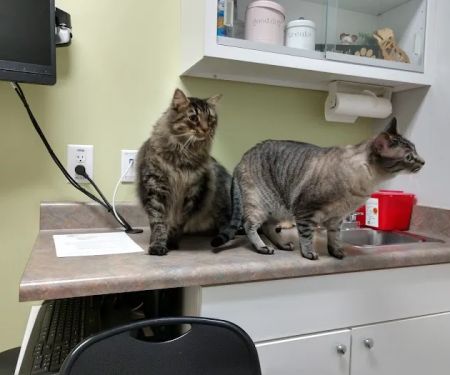 VCA Triangle Tower Animal Hospital