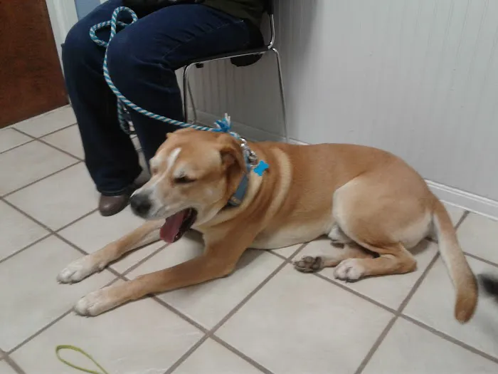 VCA Triangle Tower Animal Hospital Picture 2