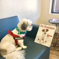Oak Heart Veterinary Hospital at Longview ico