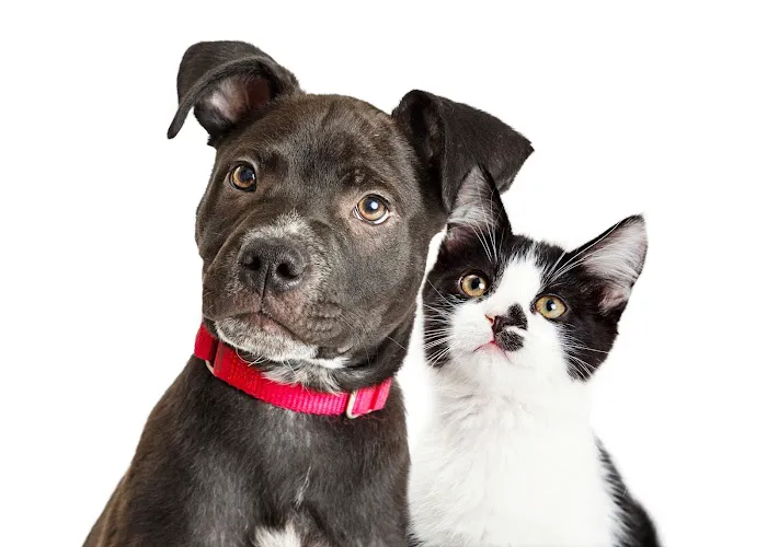 Oak Heart Veterinary Hospital at Longview Picture 8