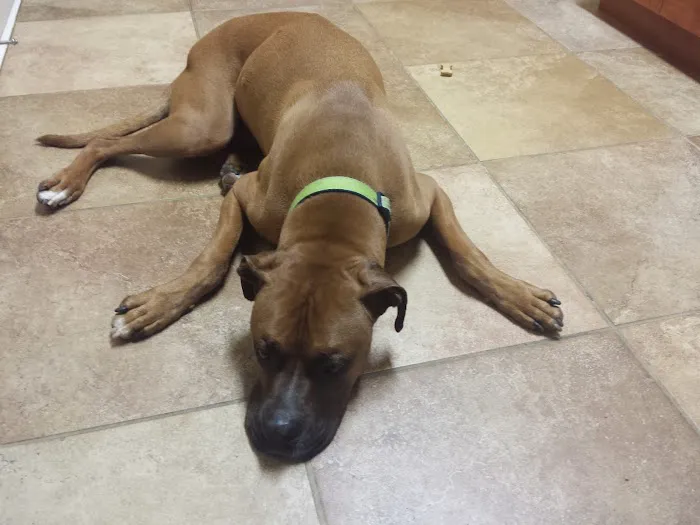 Hayes Barton Animal Hospital Picture 9