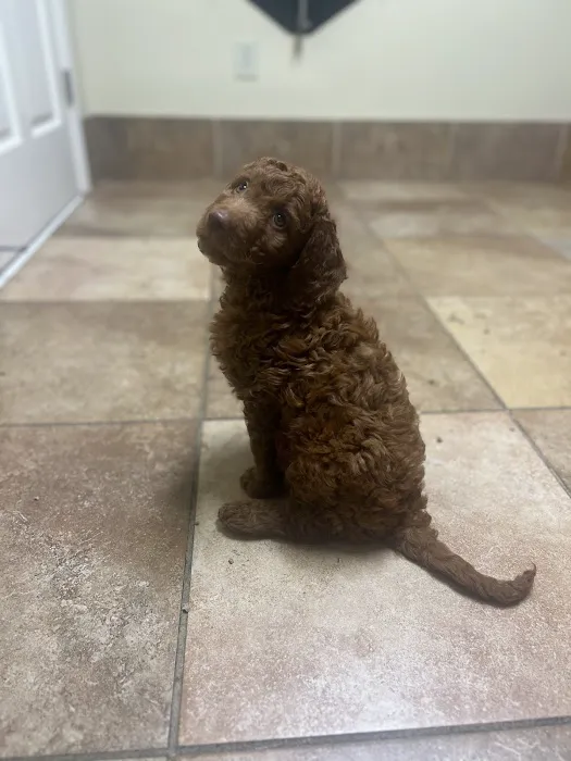Hayes Barton Animal Hospital Picture 5