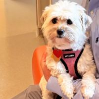 NCSU Veterinary Hospital ico