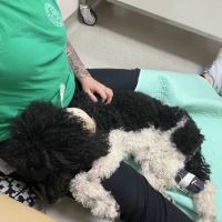 NCSU Emergency Services and Critical Care | Veterinary Hospital ico