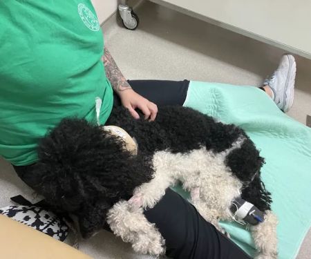 NCSU Emergency Services and Critical Care | Veterinary Hospital