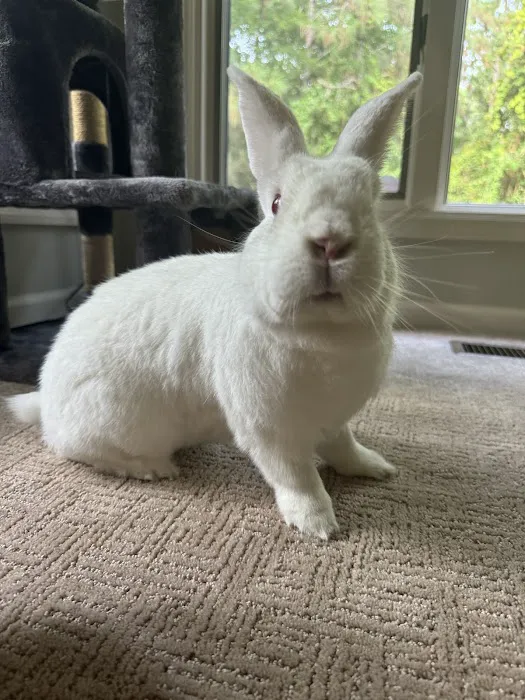 Small Animal Services: Emergency Picture 1