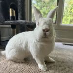 Small Animal Services: Emergency