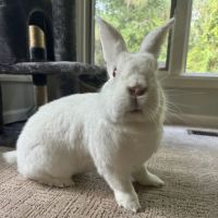 Small Animal Services: Emergency ico