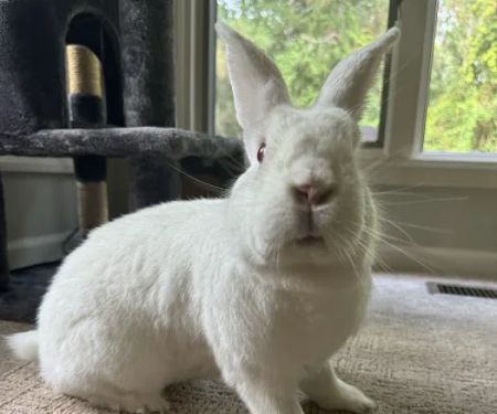 Small Animal Services: Emergency