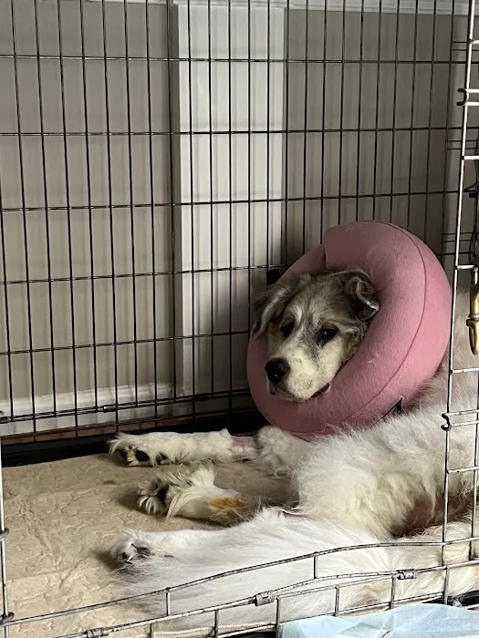 Small Animal Services: Emergency Picture 8