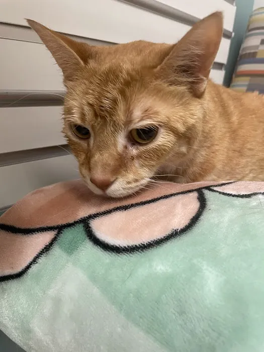 Small Animal Services: Emergency Picture 7