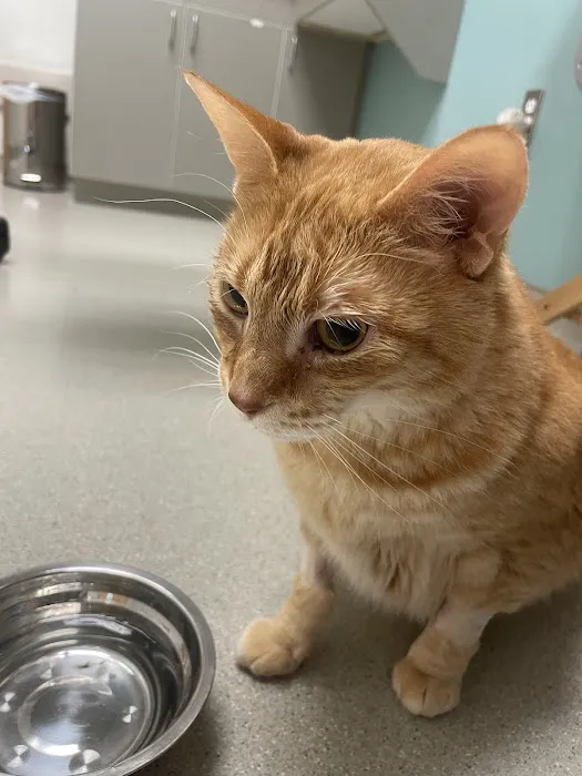 Small Animal Services: Emergency Picture 2