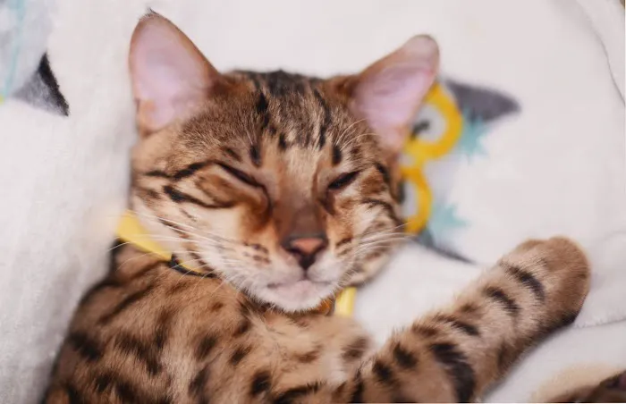 Vetco Total Care Animal Hospital Picture 7