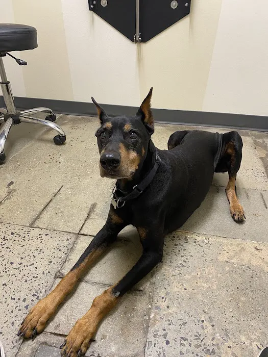 Vetco Total Care Animal Hospital Picture 8