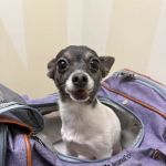 Vetco Total Care Animal Hospital