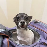 Vetco Total Care Animal Hospital ico