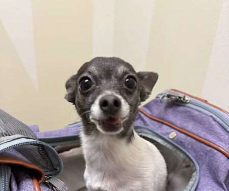Vetco Total Care Animal Hospital